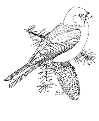 Pine Grosbeak Coloring Page